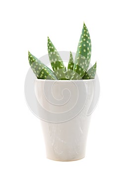 Small aloe plant