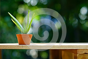 Small aloe vera potplant on wooden table in blur green garden background