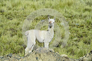 Small alpaca on green meadow