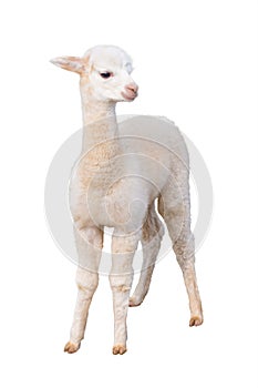 Small alpaca isolated