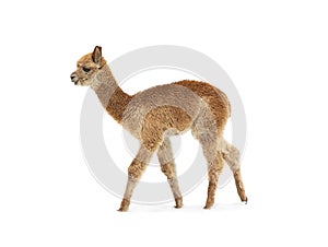small alpaca isolated on white