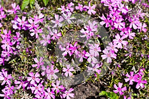 Small alpine purple flowers rock ground cover. Top view