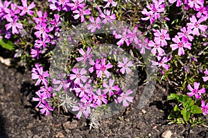 Small alpine purple flowers rock ground cover. Top view