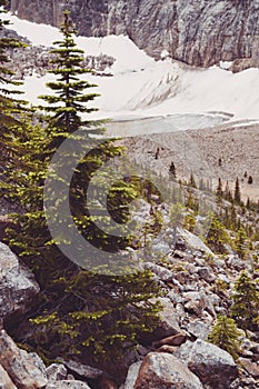 Small alpine trees growing along around Mount Edith Cavell along the Path of the Glacier trail in Jasper National Park