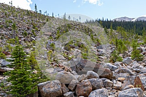 Small alpine trees growing along around Mount Edith Cavell along the Path of the Glacier trail in Jasper National Park