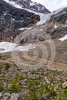 Small alpine trees growing along around Mount Edith Cavell along the Path of the Glacier trail in Jasper National Park, with view