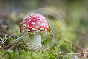 Small amanita kills fly