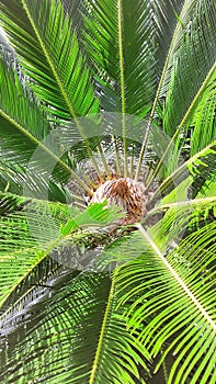 Small amazon palm trees photo