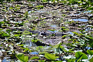 Small American alligator (Alligator mississippiensis) basking amongst aquatic vegetation in wetland