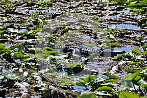 Small American alligator (Alligator mississippiensis) resting amongst aquatic plants in wetland