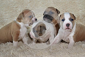 Small American staffordshire terrier puppies playing