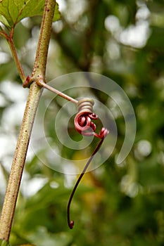 Small anchor vine on a plant