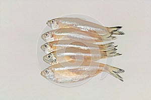 Small anchovy mola carplet or mourala fish on white background