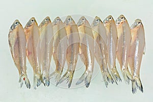 Small anchovy mola carplet or mourala fish on white background