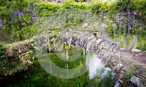 Small ancient bridge and plants of wisteria in the Garden of Ninfa photo