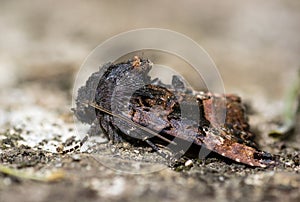 Small angle shades moth (Euplexia lucipara) in profile