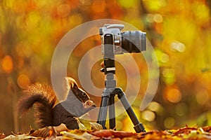 Small animal Eurasian red squirrel Sciurus vulgaris eats a nut next to the camera standing on a tripod in the autumn forest