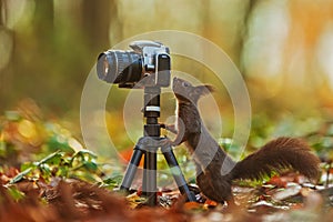 Small animal Eurasian red squirrel Sciurus vulgaris looks curiously at the camera screen, which is standing on a tripod in the