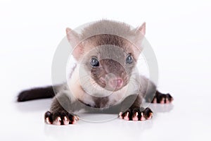 Small animal marten