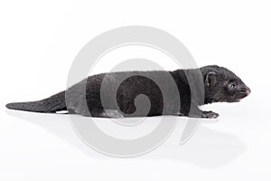 Small animal mink