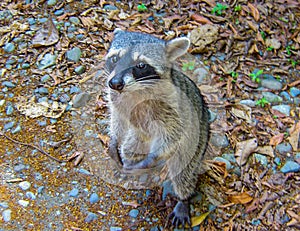 a small animal sits on the ground among leaves and rocks