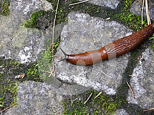 Small animal slug in day