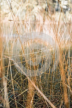 the small animal is walking through the tall grass of the forest