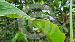 Small animals clinging to banana leaves in the rainy season