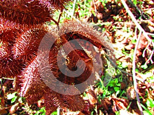 Small annatto fruits in a backyard