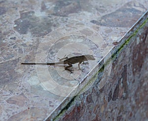 Small anole lizard on Kauai, Hawaii