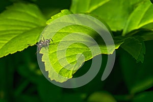 A small ant crawls over the surface of a green leaf. Macro.