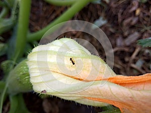 small ant creeping over a flower