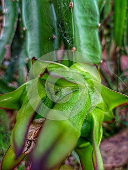 a small ant on a dragon fruit that is still green, he got lost from his entourage