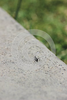 Small ant on a gray cement wall