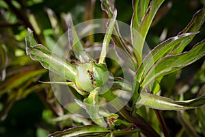 A small ant infestation is covering the perennial peony flower buds before the blossom