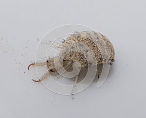 A small ant-lion larvae