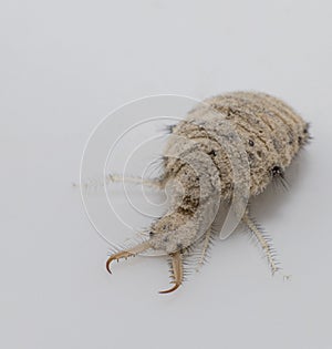 A small ant-lion larvae