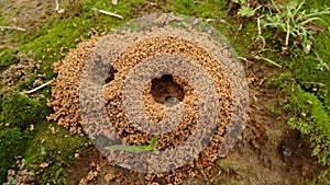 A small ant nest, ants moving inside