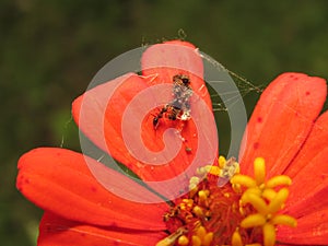 Small ant on an orange flower (Zinnia)