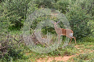 Small antelope Dik-Dik, Africa