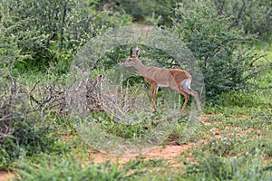 Small antelope Dik-Dik, Africa