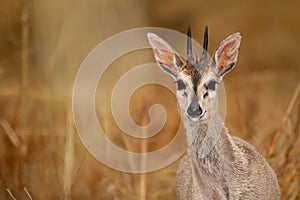 Small antelope in in the Kruger National Park in south africa