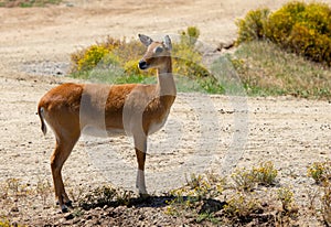 Small Antelope Native to Africa
