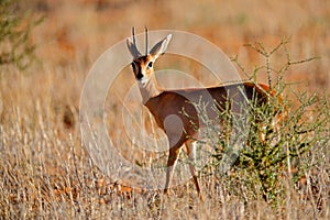 Small antelope Steenbok, Raphicerus campestris, sunset evening light, grassy nature habitat, Kgalagadi, Botswana.  Wildlife scene photo