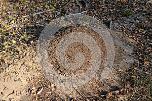 A small anthill in the deciduous forest. A mound in which ants l