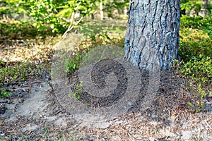 A small anthill in the deciduous forest. A mound in which ants l