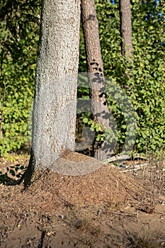 A small anthill in the deciduous forest. A mound in which ants l