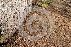 A small anthill in the deciduous forest. A mound in which ants l