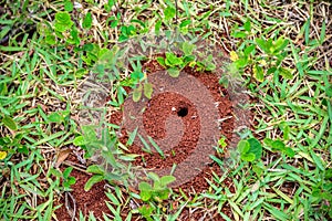 Small anthill with a hole on the ground with little plants and green grass around it