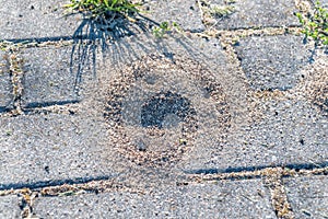 Small anthill made by ants on the sidewalk photo